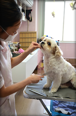 診療の様子