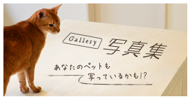 Gallery 写真集 あなたのペットも写っているかも!?